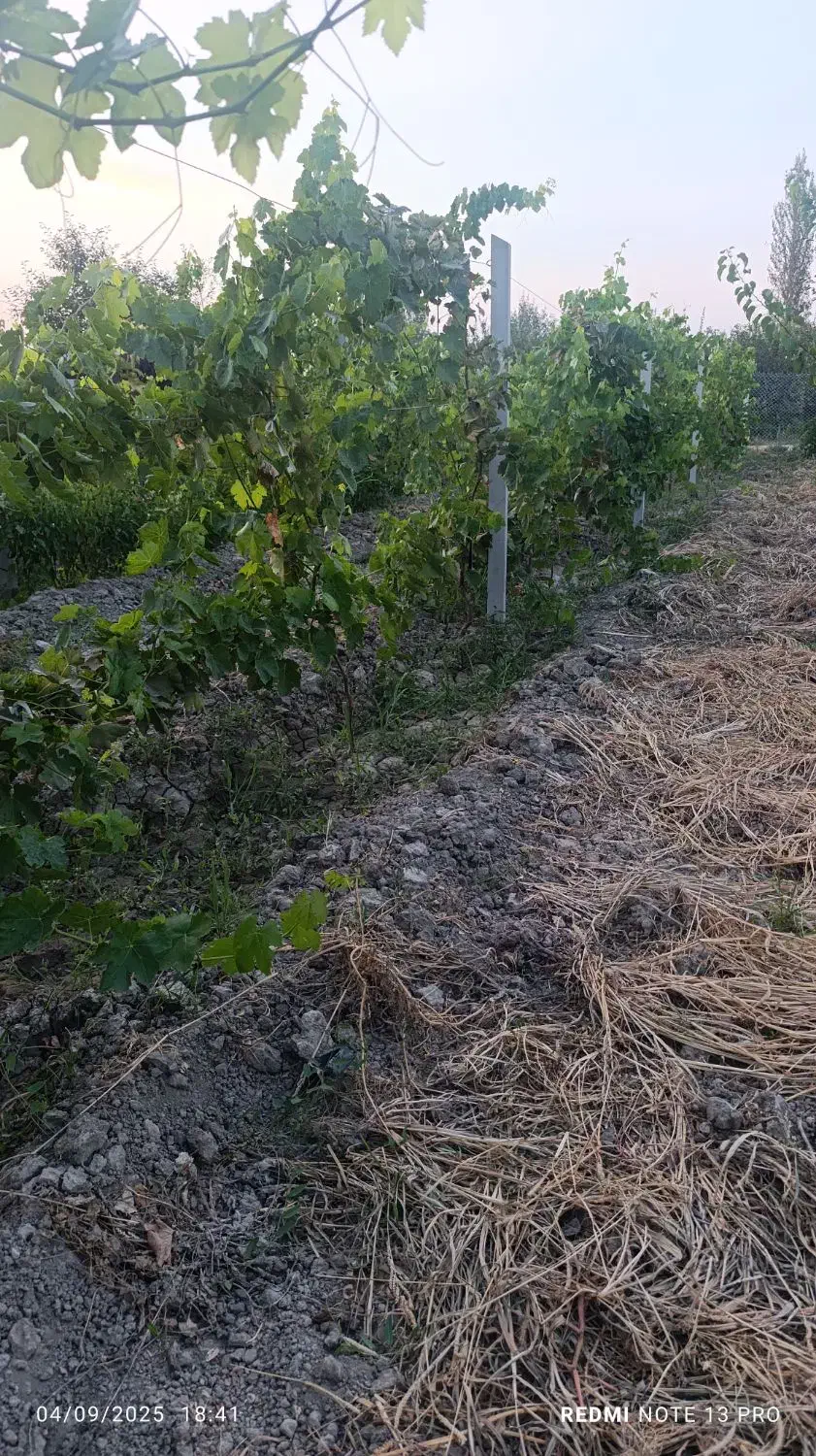 باغچه الوان 500متری|فروش زمین و ملک کلنگی|نوشین شهر, |دیوار