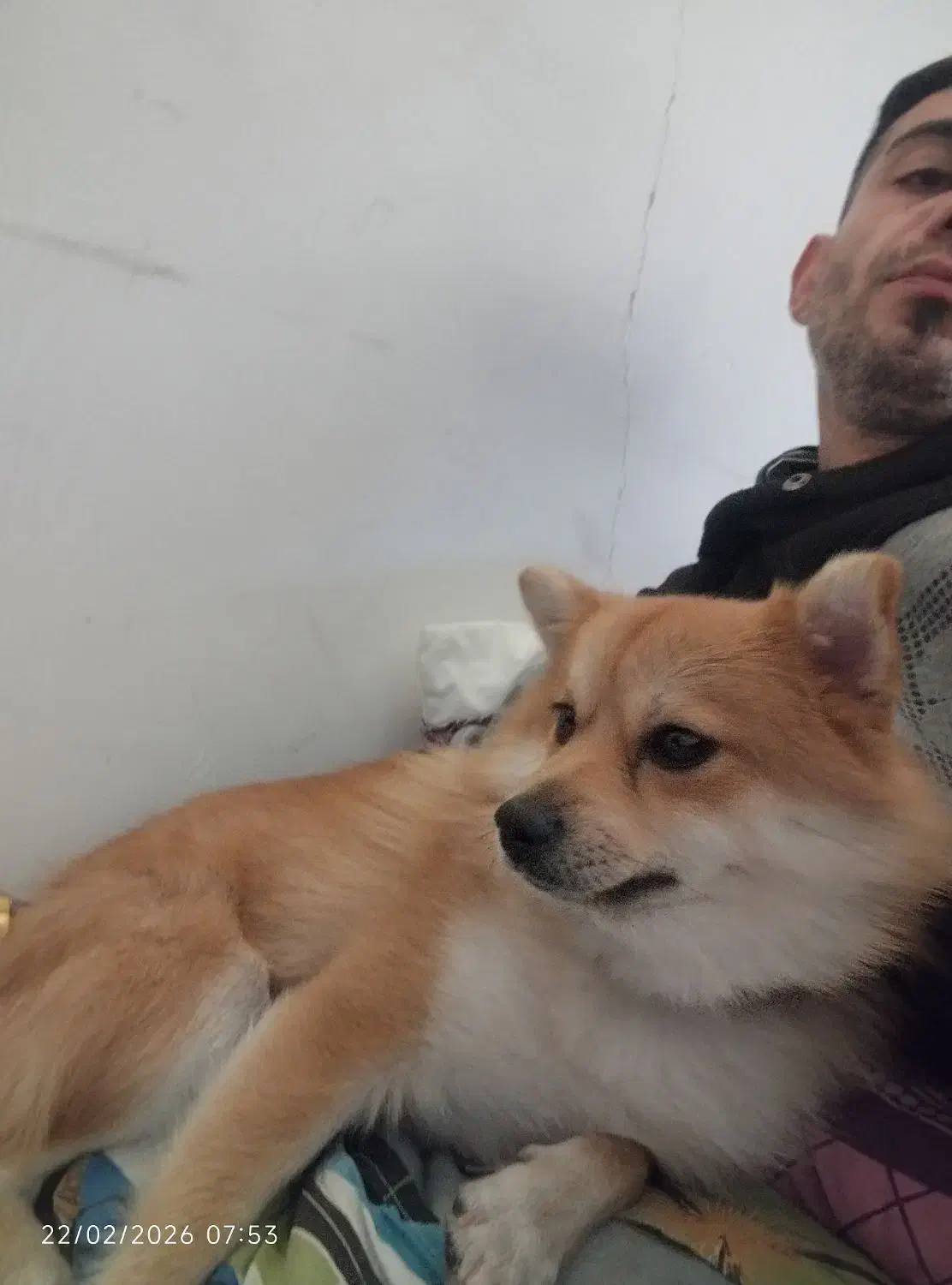 حیوان خانگی|سگ|پردیس, فاز ۱|دیوار