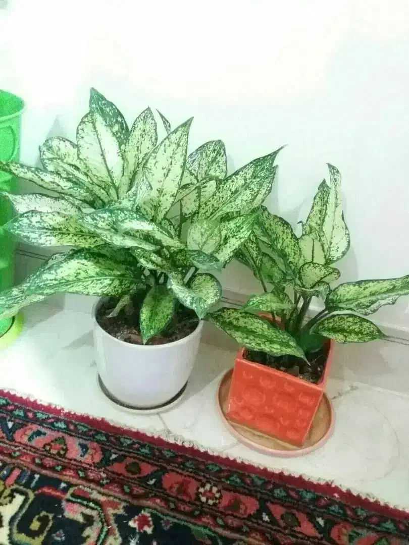 دیجیتال گل طبیعی پامپاس اگلونما بنجامین پتوس بامبو|گل و گیاه طبیعی|شیراز, دکتر حسابی|دیوار