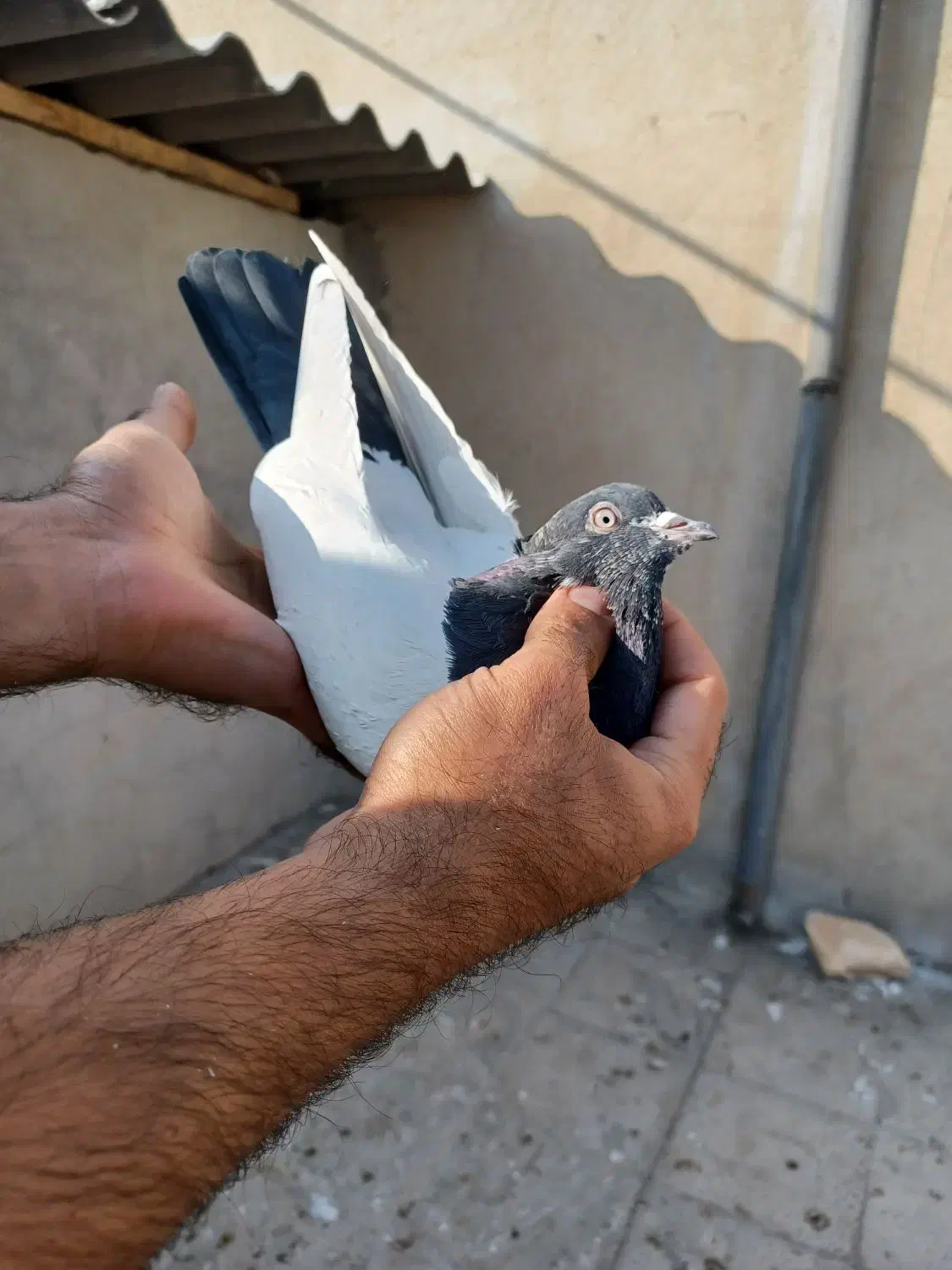 تعدادی کبوتر رنگی کار درست|پرنده|اندیشه, اندیشه فاز ۴|دیوار