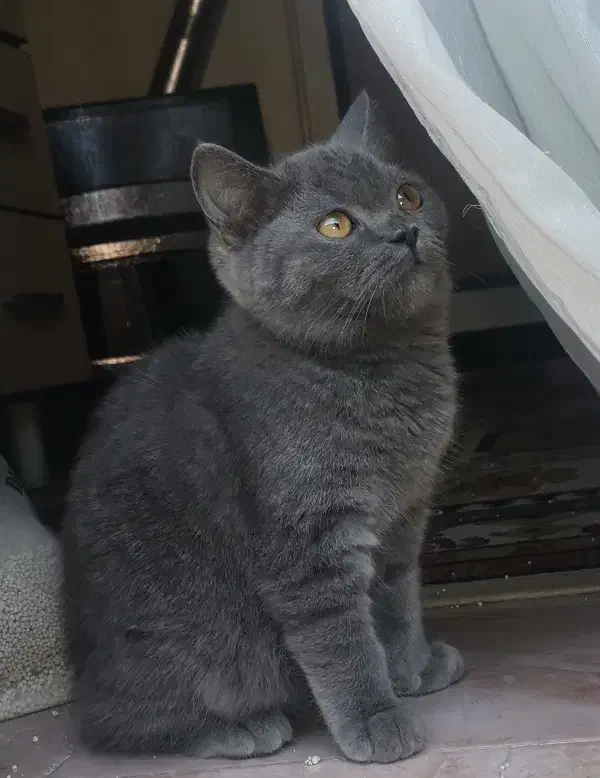 دختر خوشگل اسکاتیش|گربه|گنبد کاووس, |دیوار