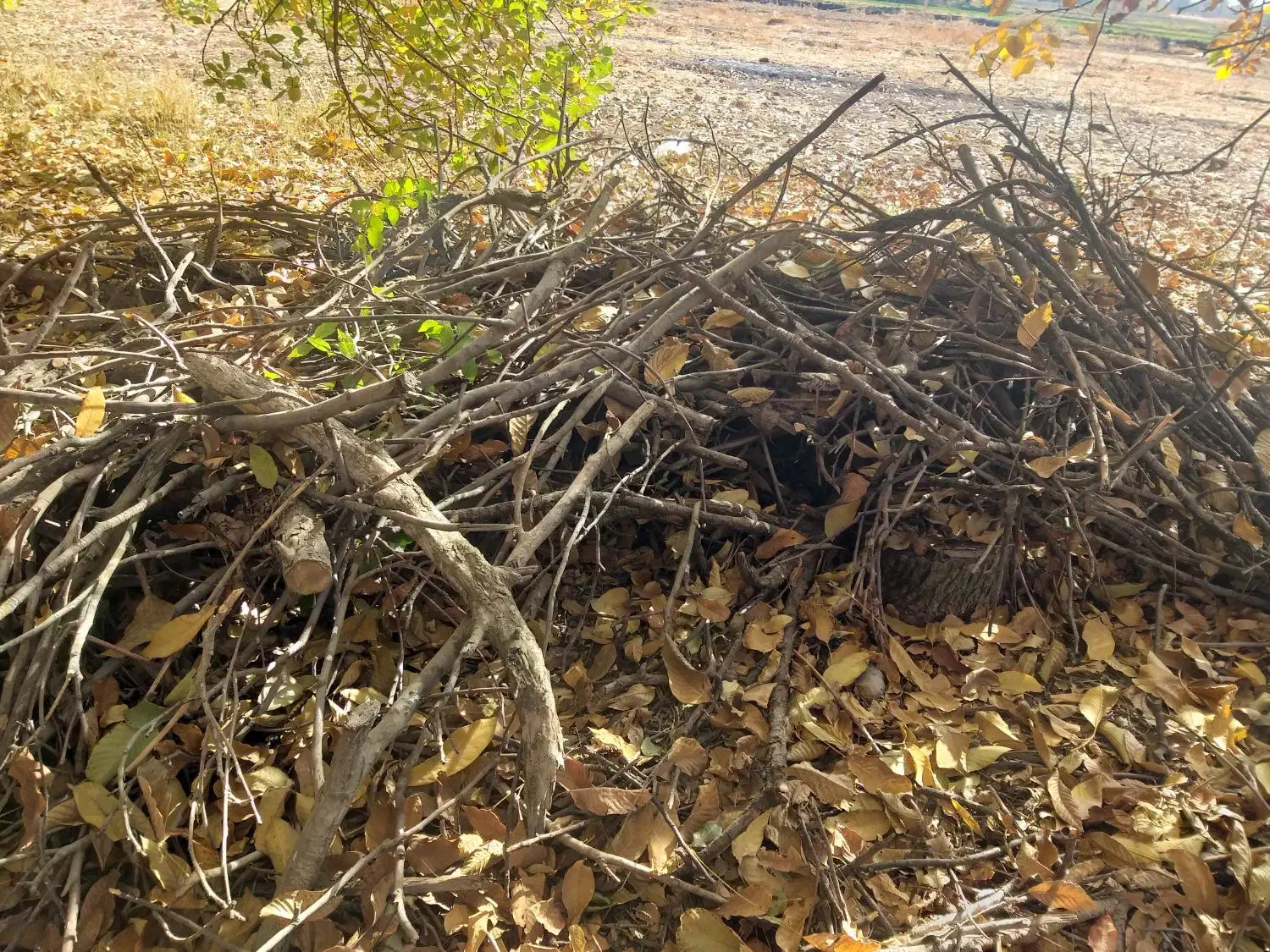 فروش چوب ودرخت گردو، بید، گلابی، میوه|خدمات باغبانی و درختکاری|الشتر, |دیوار