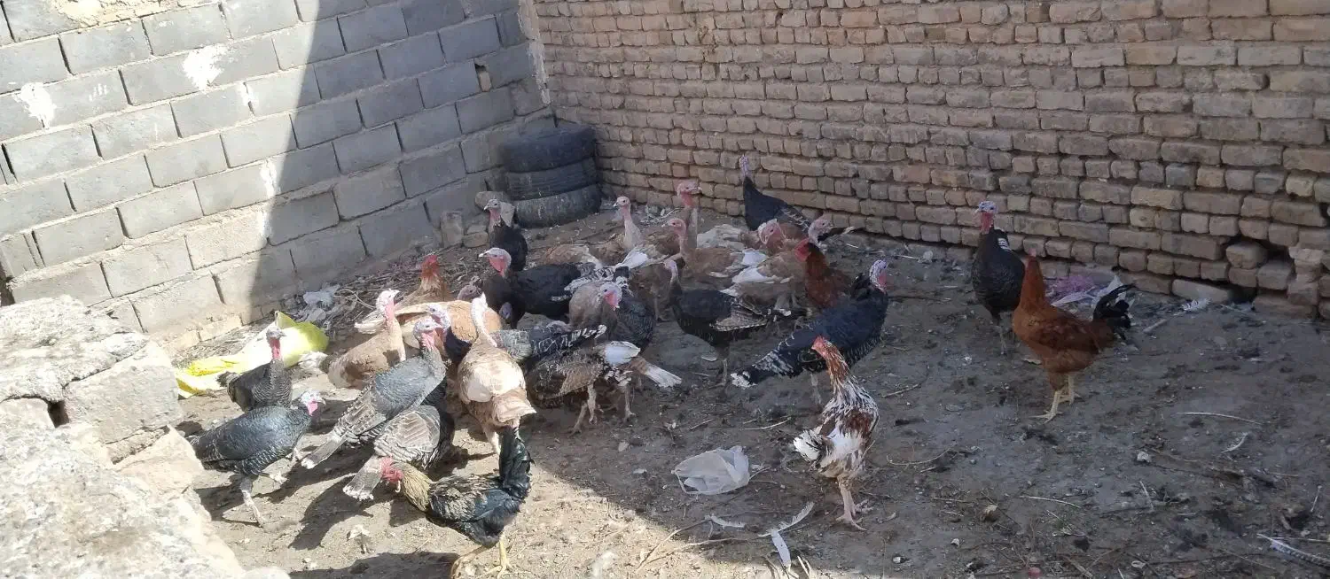 بوقلمون فروشی|حیوانات مزرعه|تربت جام, شهرک معلم|دیوار