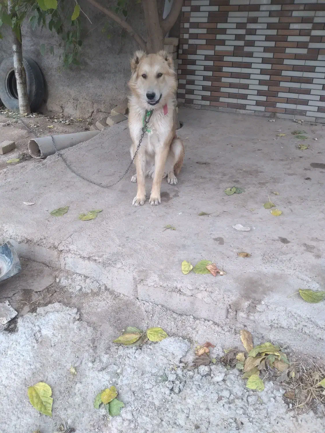 واگذاری|سگ|خرم‌آباد, |دیوار