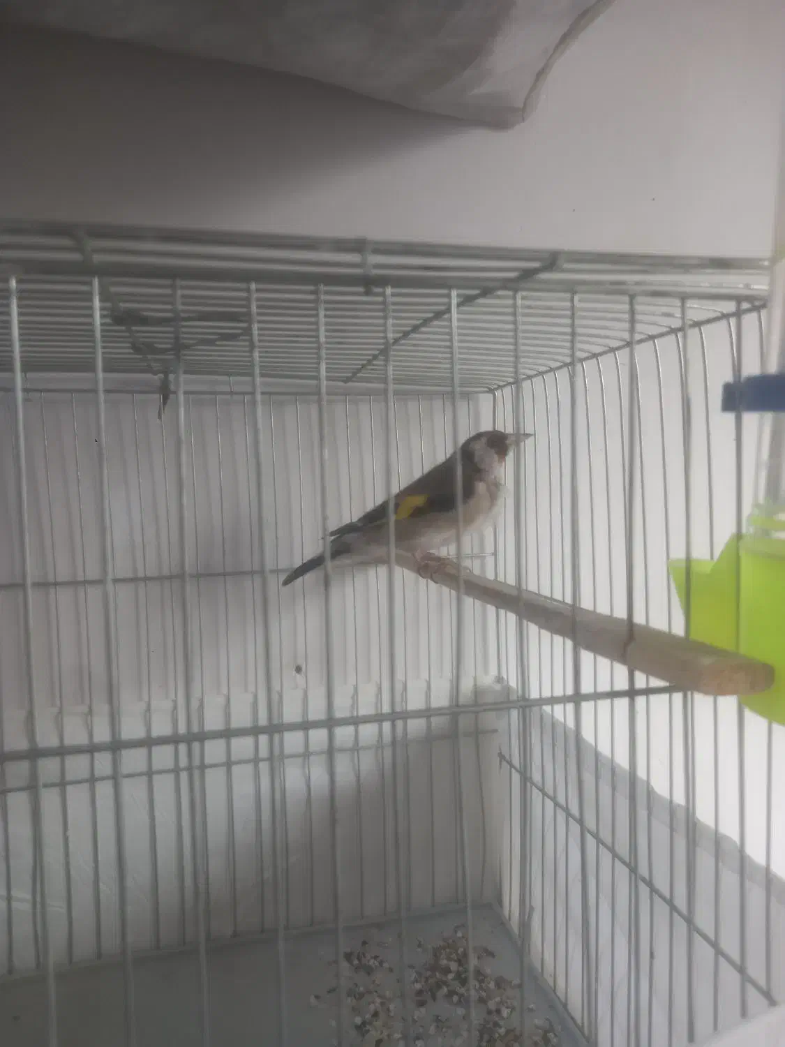 سهره|پرنده|تبریز, |دیوار