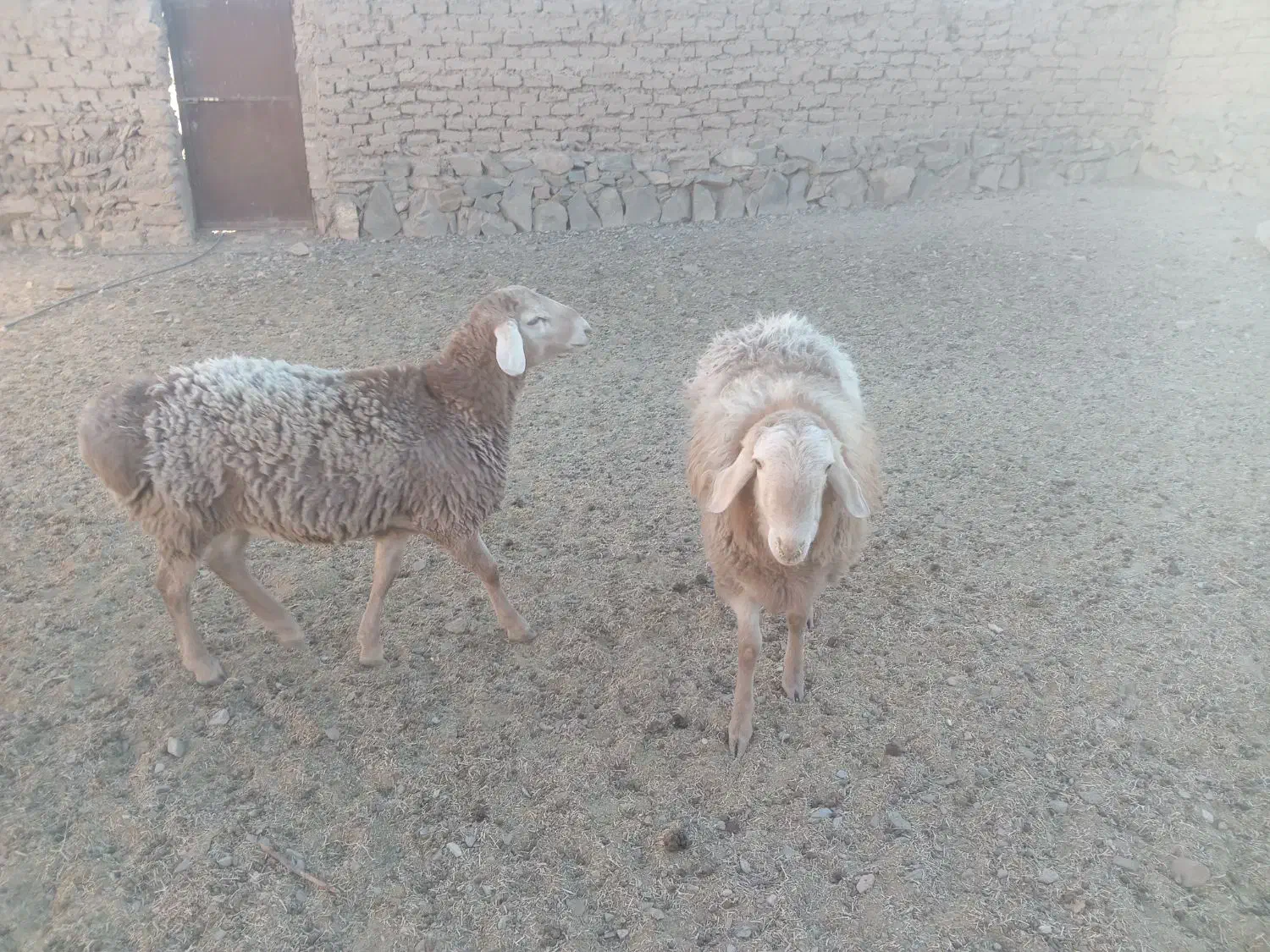 بره نر سفت چاق|حیوانات مزرعه|درمیان, |دیوار