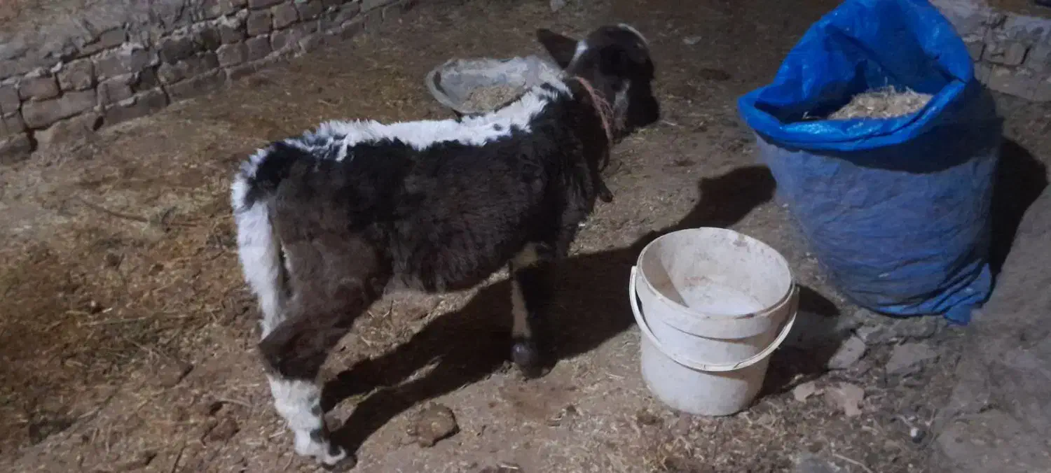 گوساله ماده ۵۰ روزه|حیوانات مزرعه|ضیاء آباد, |دیوار