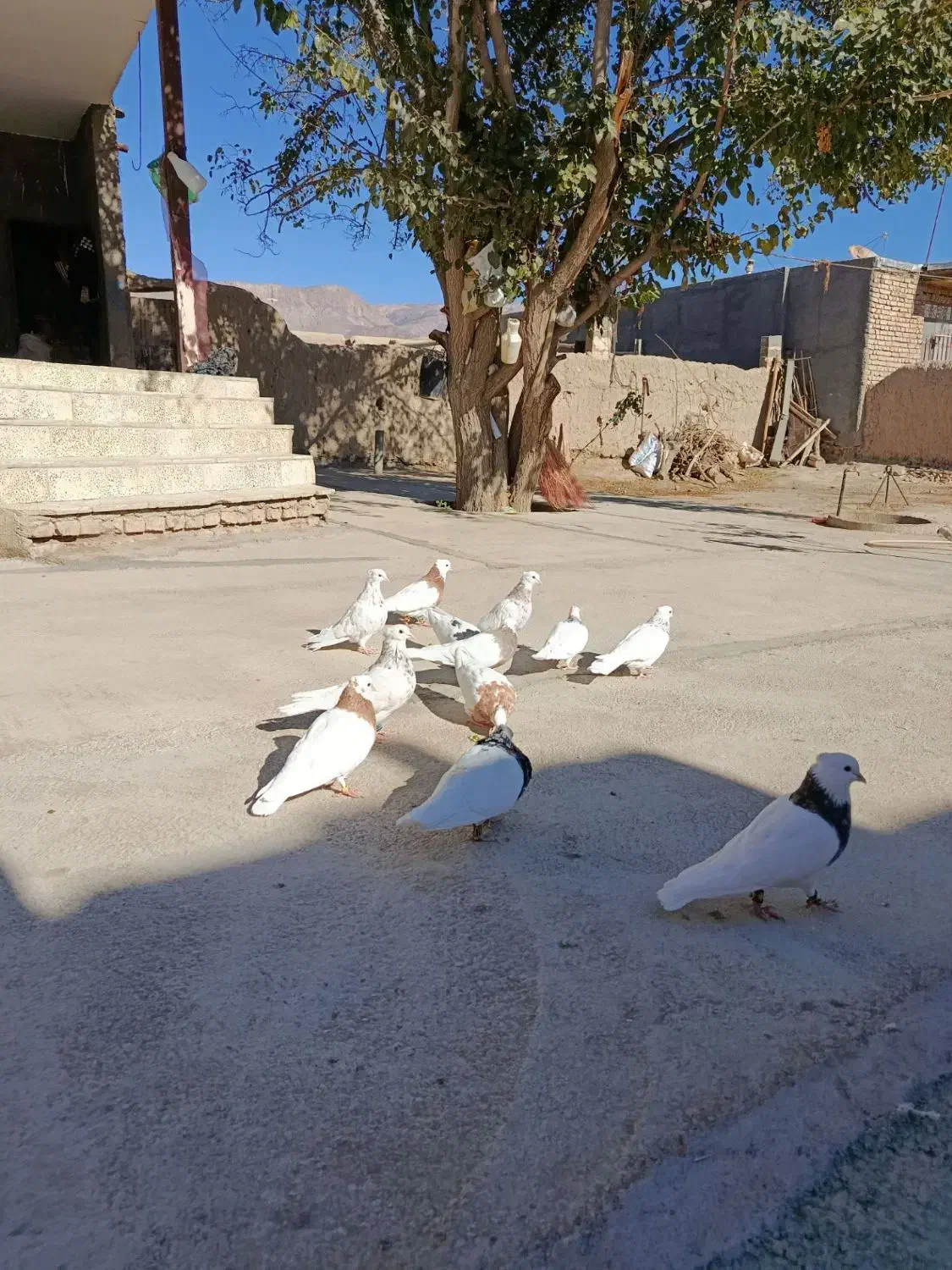 طوقی|پرنده|شاهرود, |دیوار