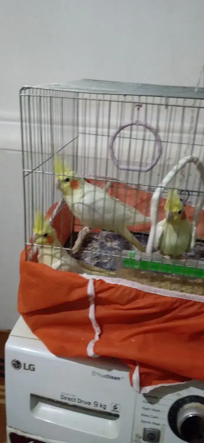 سلام|حیوانات|سوسنگرد, |دیوار