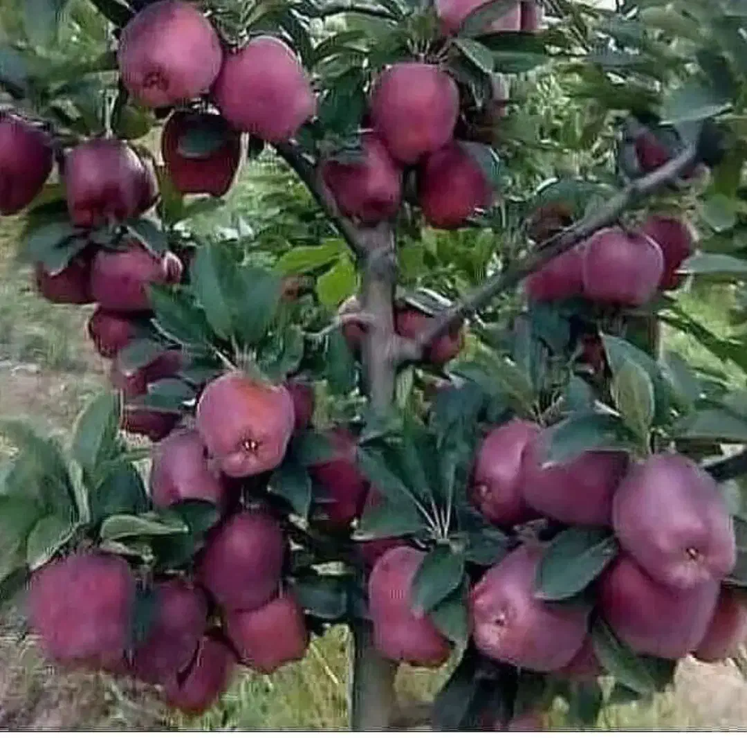 نهالستان صنوبر و گردو و بادامدر نهالستان زرینه|خدمات باغبانی و درختکاری|تاکستان, |دیوار