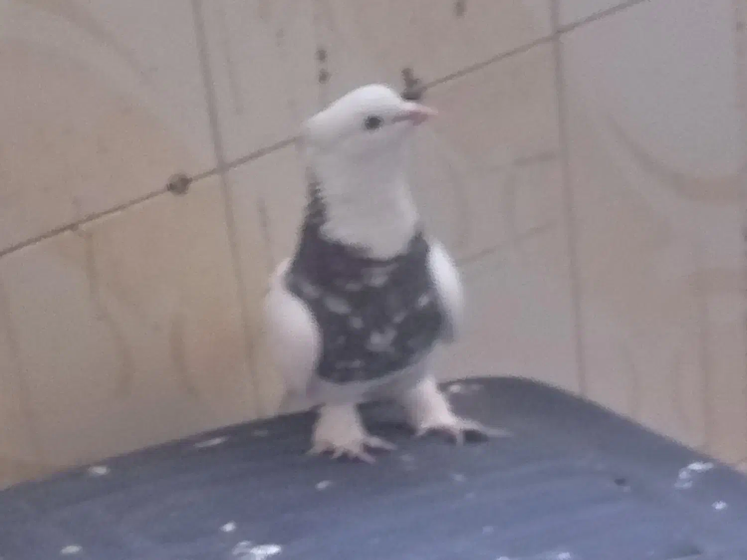 طوقی سرور|پرنده|قم, دورشهر|دیوار