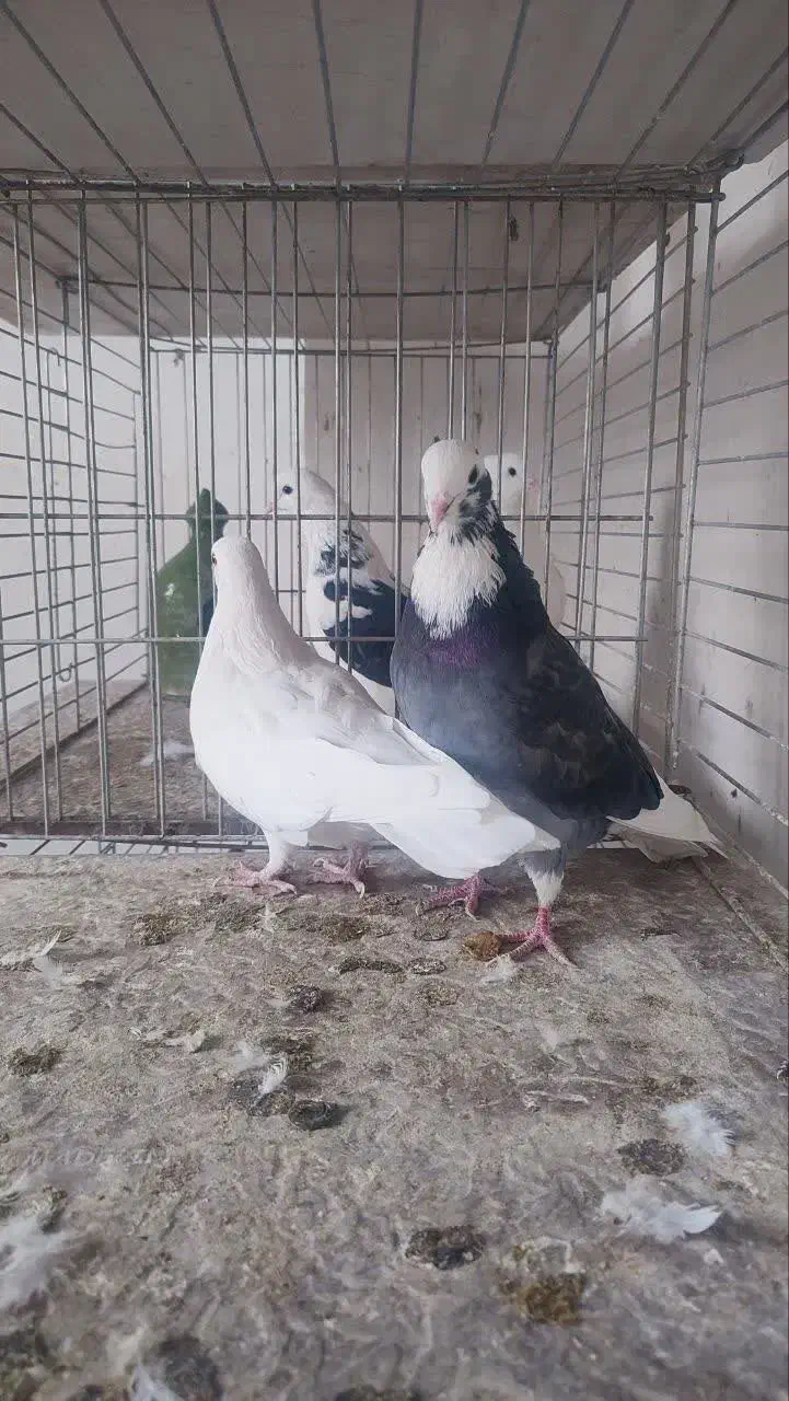 فروش ۵جفت نروماده|پرنده|آران و بیدگل, |دیوار