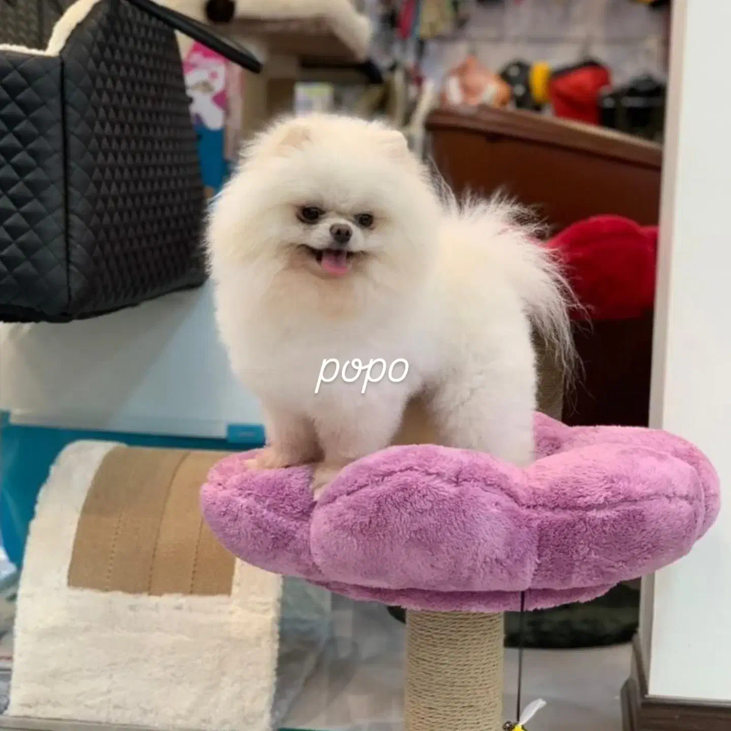 پامر خرسی نر بوفیس وارداتی|سگ|اصفهان, خانه اصفهان|دیوار