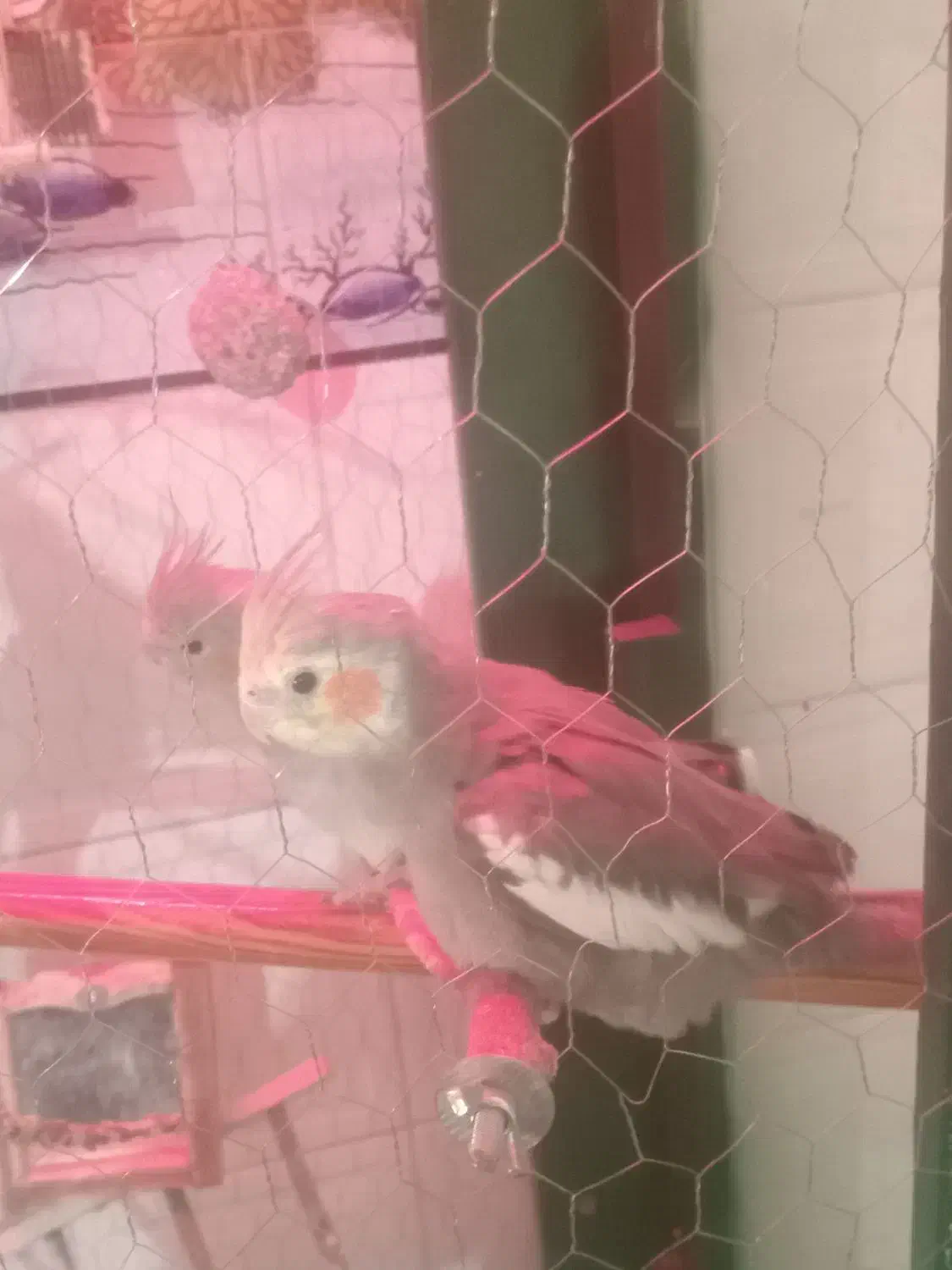 همه نوع پرنده هرچی که بخواهی موجود است|پرنده|هرند, |دیوار