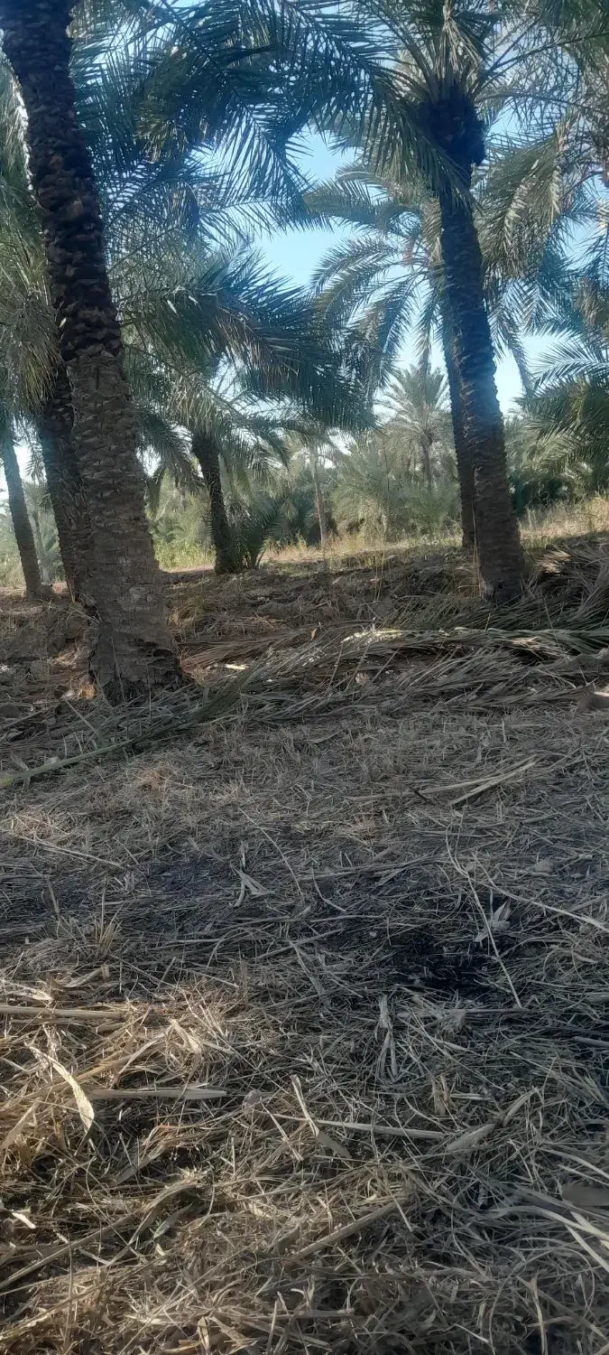 باغبانی و شخم با تیلر|خدمات باغبانی و درختکاری|آبادان, |دیوار