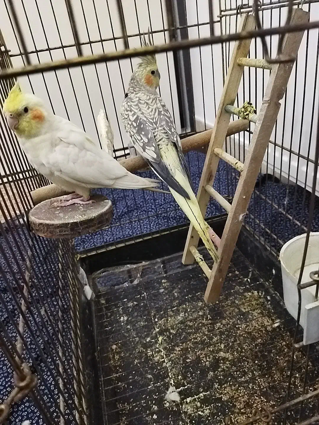 عروس هلندی دستی سخنگو جفت|پرنده|هشتگرد, شهرک گلخانه|دیوار