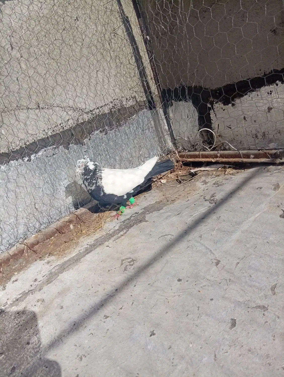 کفتر|پرنده|محمدیه-قزوین, |دیوار