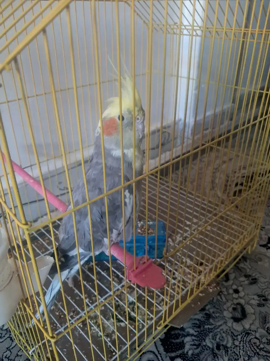 عروس هلندی یک عدد باقفس|پرنده|پاکدشت, پاکدشت (مامازند)|دیوار