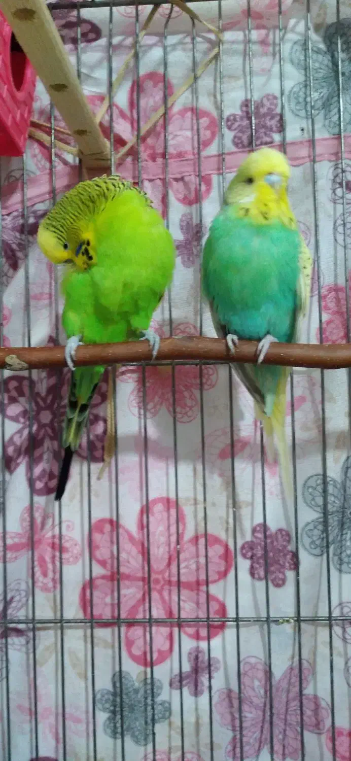 مرغ عشق انگلیسی گرید A|پرنده|الوند, |دیوار