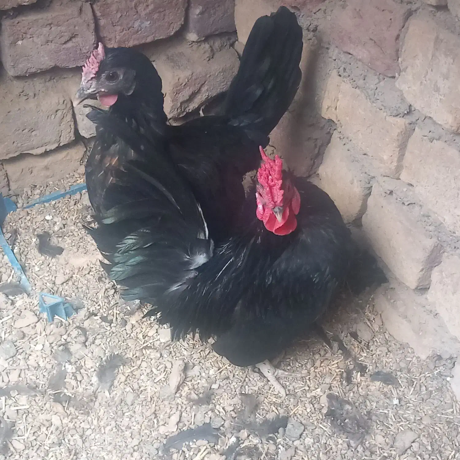 مرغ و خروس|حیوانات مزرعه|ساوه, |دیوار