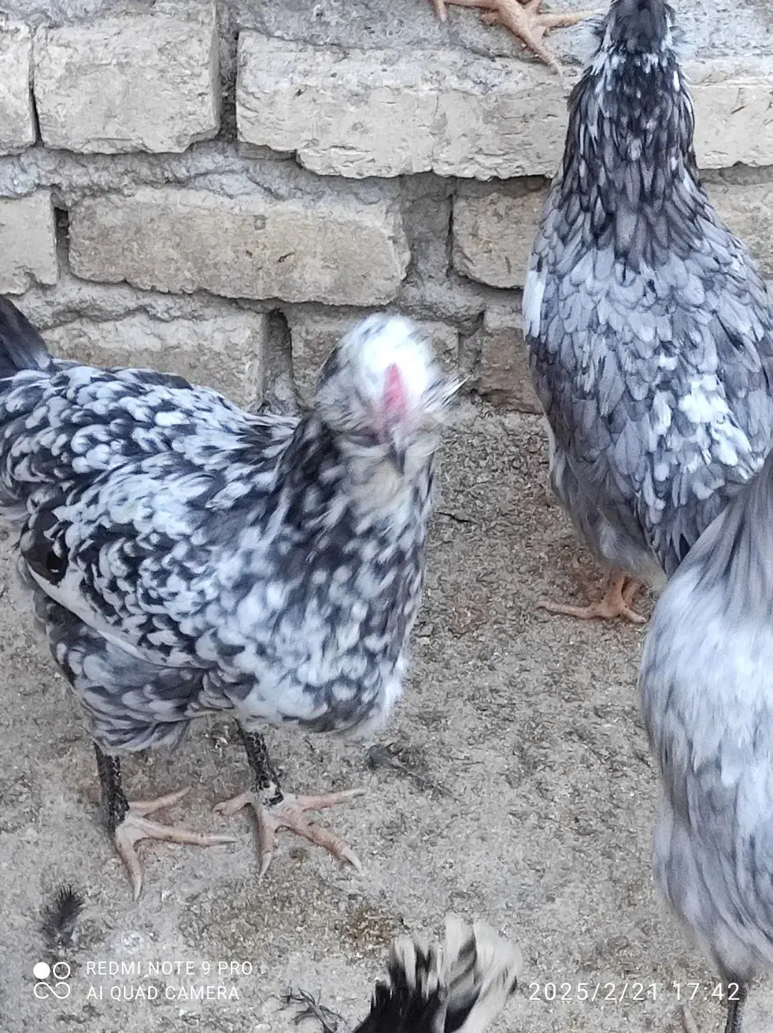 تخم مرغ نطفه دار گلین با ضمانت نود درصد|حیوانات مزرعه|شهرکرد, |دیوار