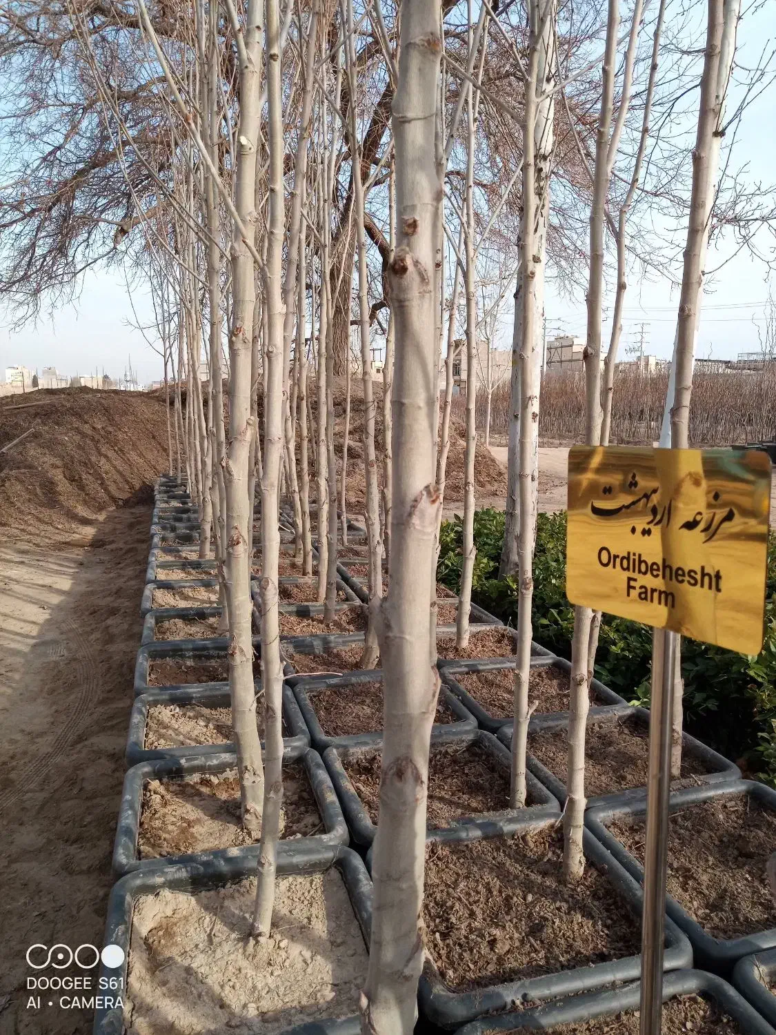 نهال چنار 4 ساله|خدمات باغبانی و درختکاری|تهران, بوستان چیتگر|دیوار