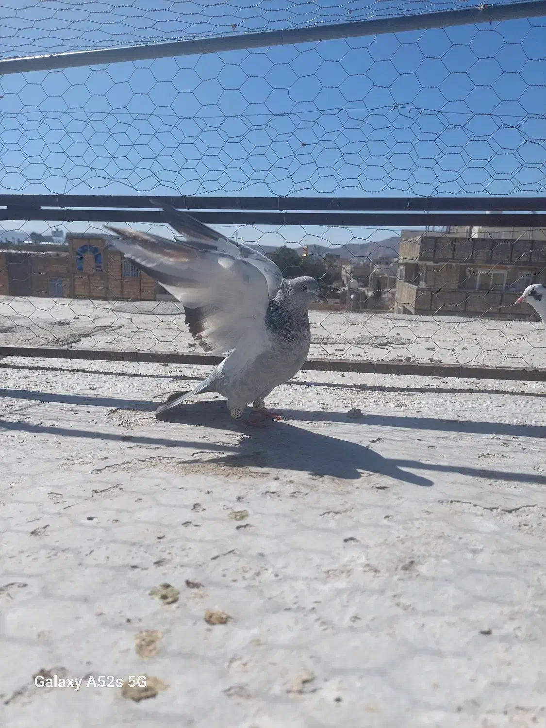 سینه سبز ماده|پرنده|مرودشت, تامین اجتماعی‎|دیوار