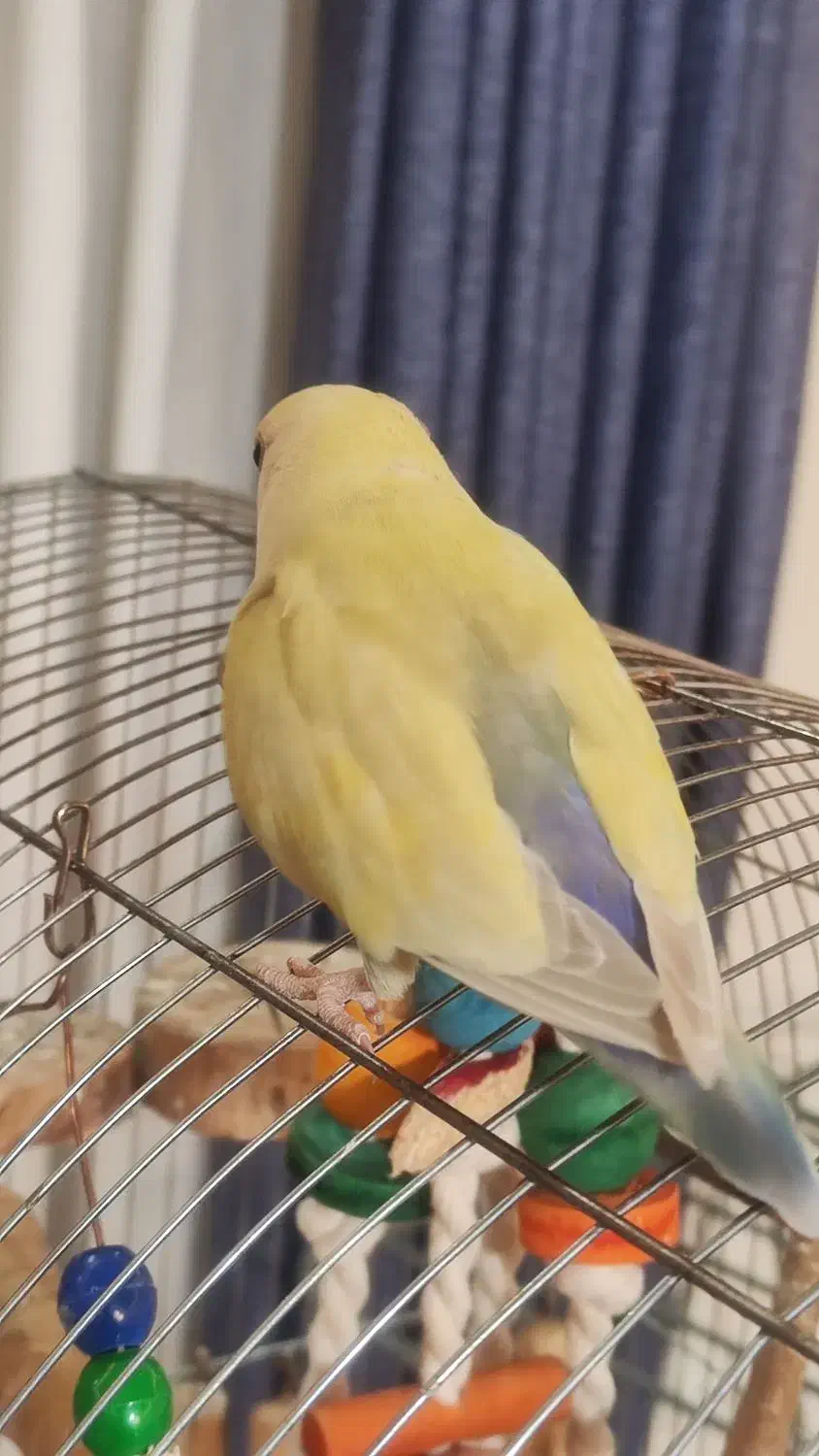 طوطی برزیلی کوتوله دستی ۷ ماهه نر بالغ|پرنده|اصفهان, الهیه|دیوار