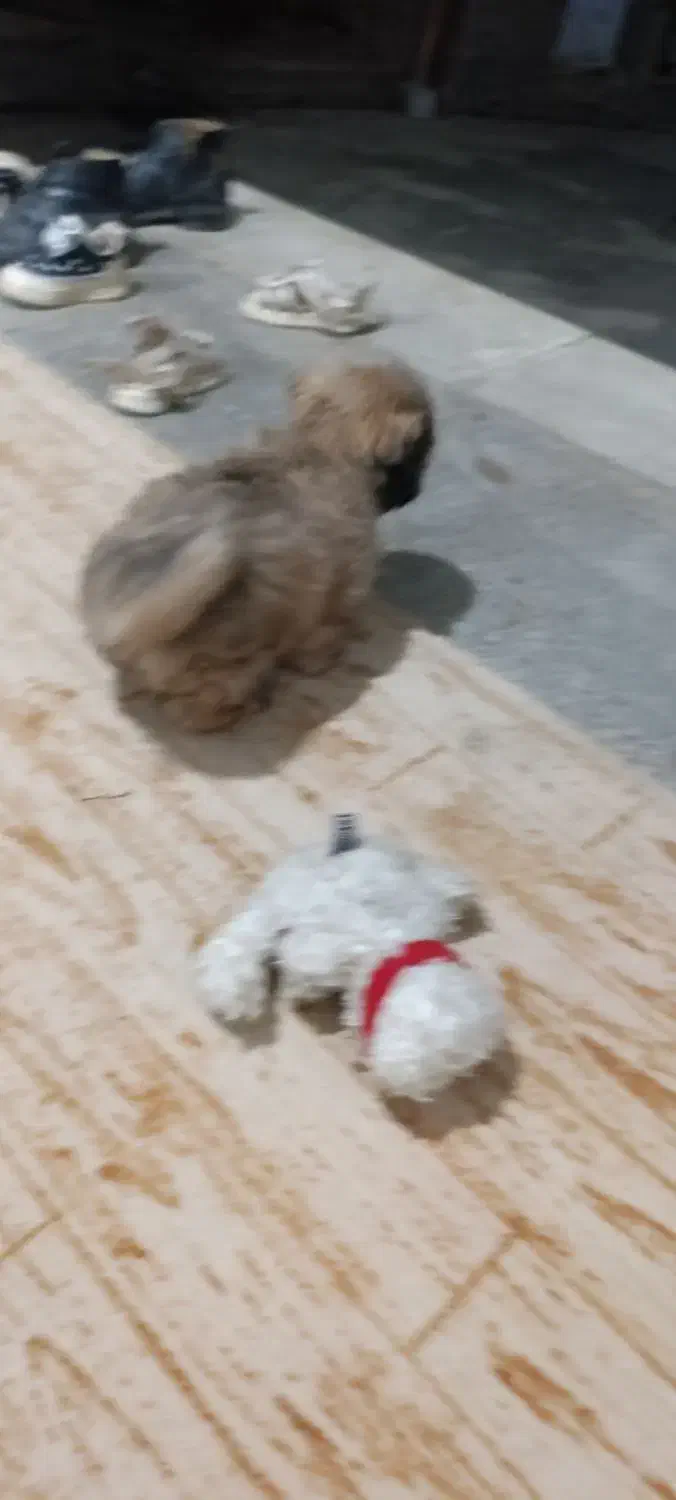 سگ خانگی خارجی|سگ|نالوس, |دیوار