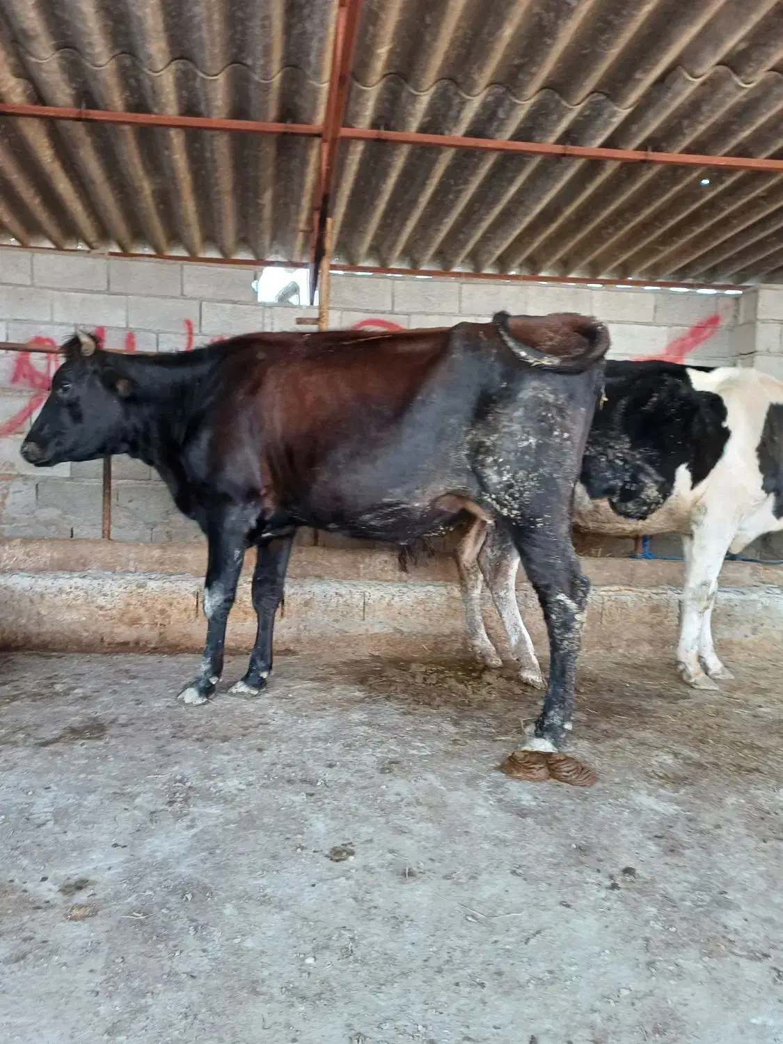 تلیسه شیری شکم اول دو دندان گاو گوساله|حیوانات مزرعه|گمیشان, |دیوار