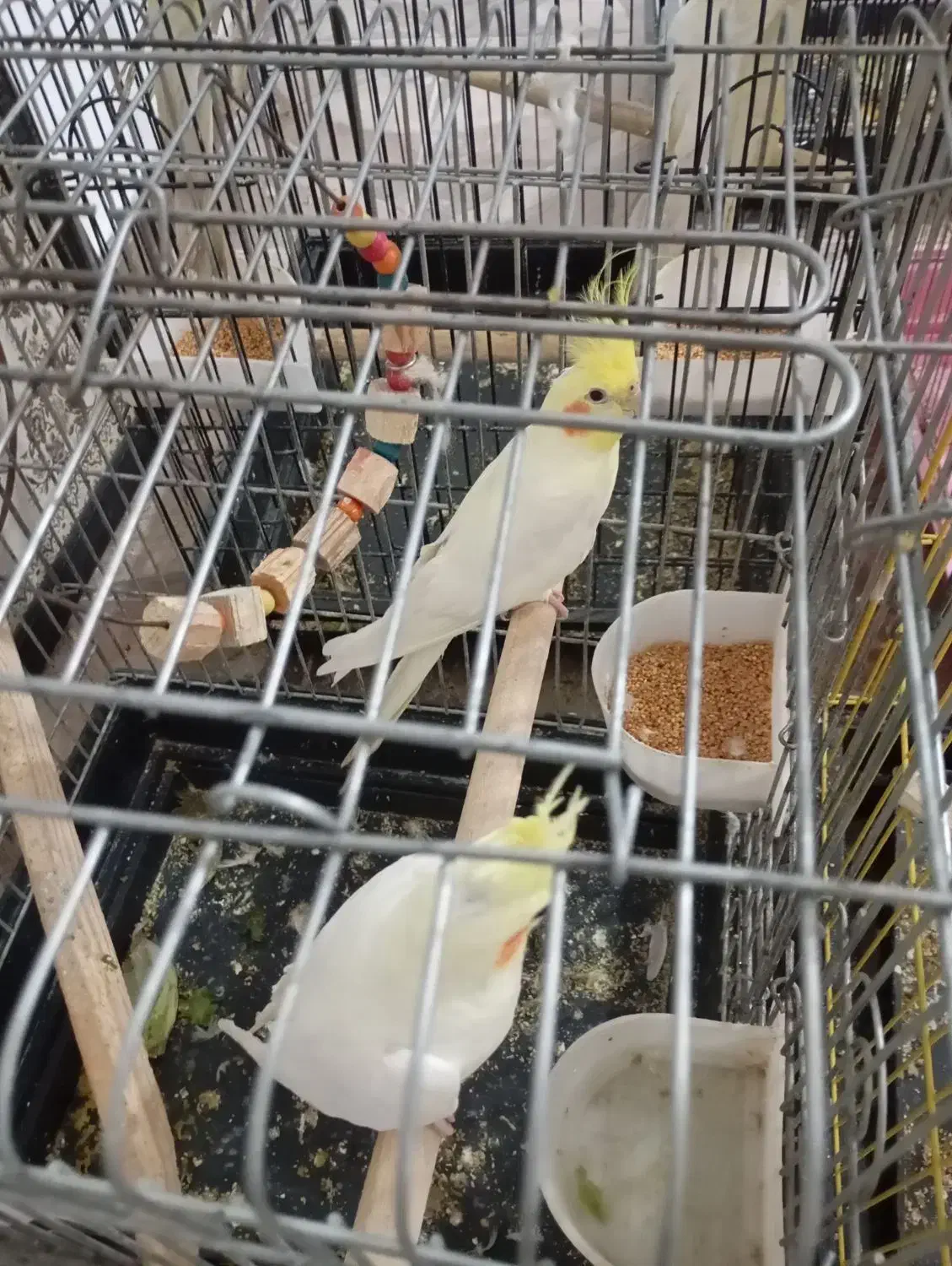 عروس هلندی|پرنده|هشتگرد, هشتگرد قدیم|دیوار