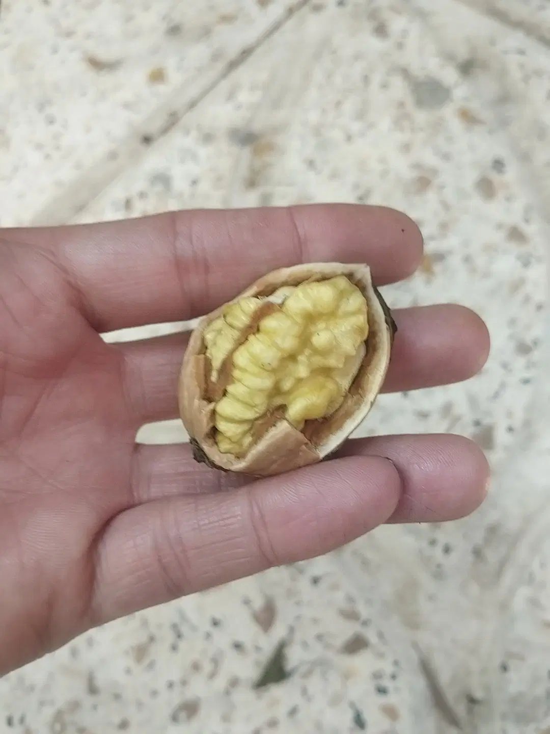 گردو|خوردنی و آشامیدنی|تبریز, |دیوار