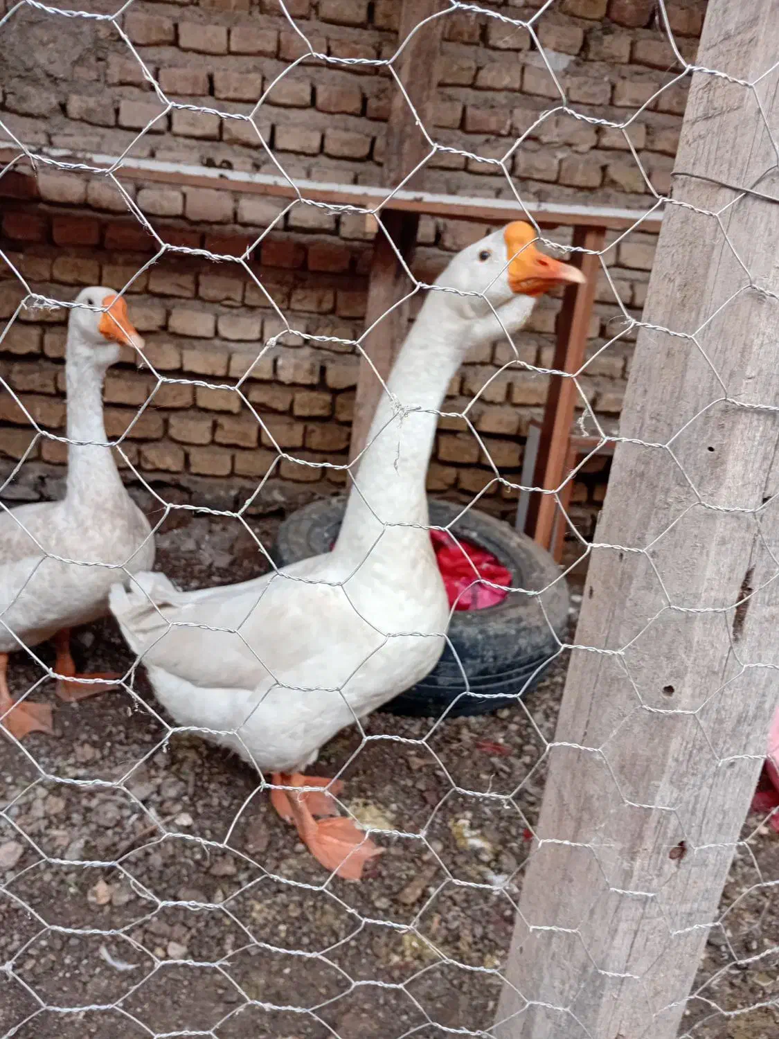 قو غاز|حیوانات مزرعه|سرخنکلاته, |دیوار