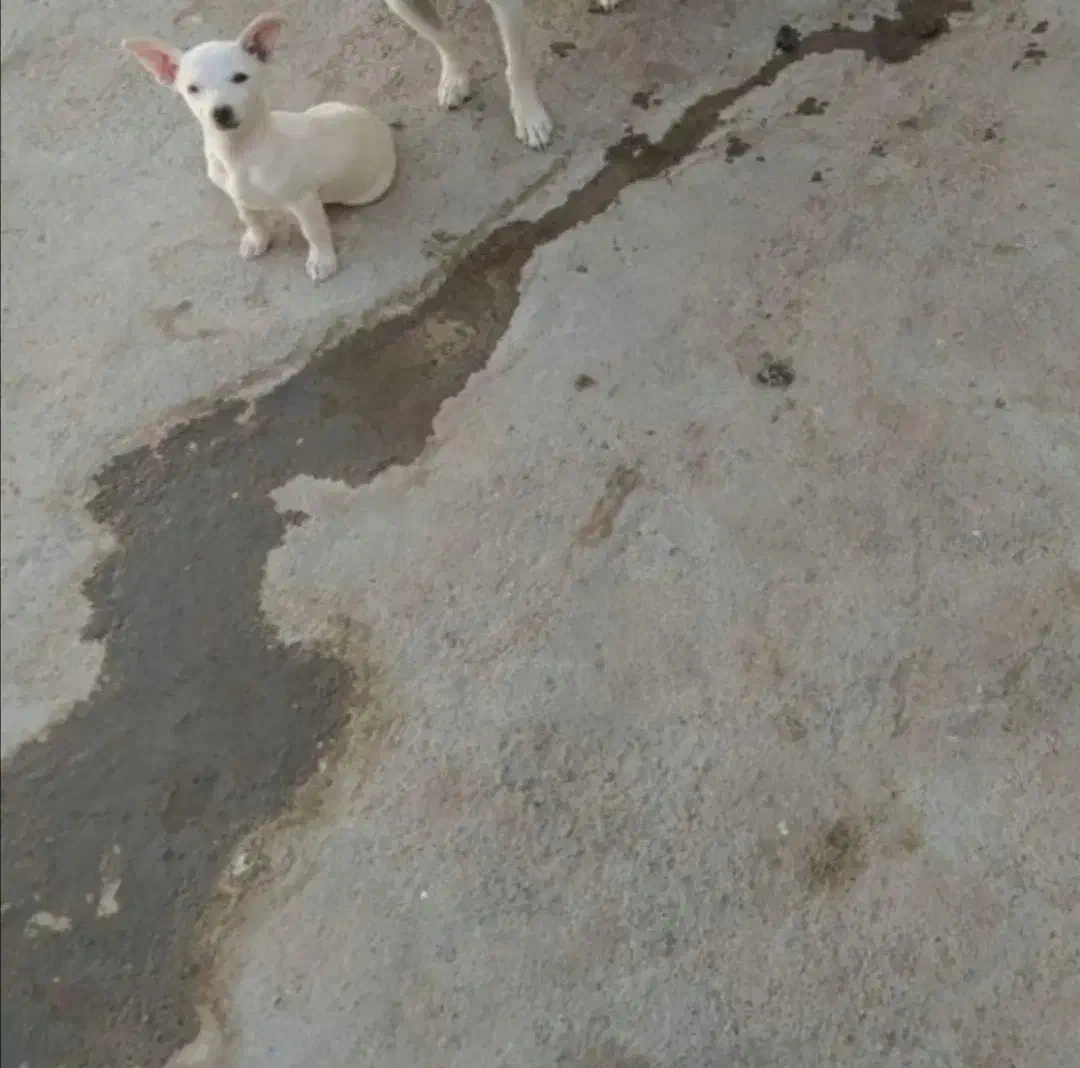 پاپی گوش تیز سایز ریز خوشگل|سگ|تربت‌حیدریه, فرمانداری|دیوار