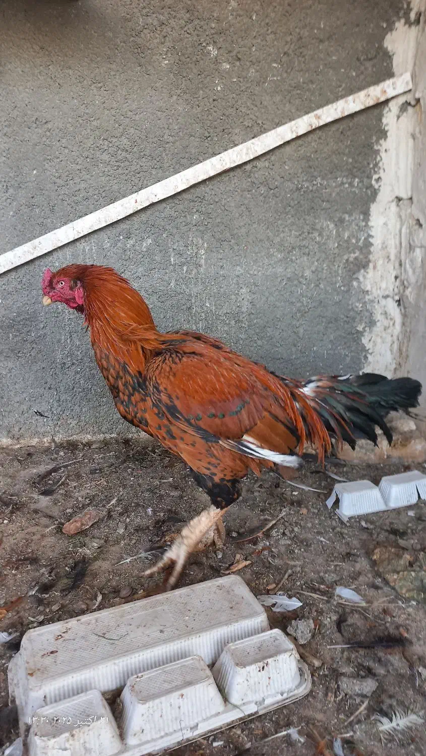 خروس۳۰۰|حیوانات مزرعه|بهارستان, |دیوار