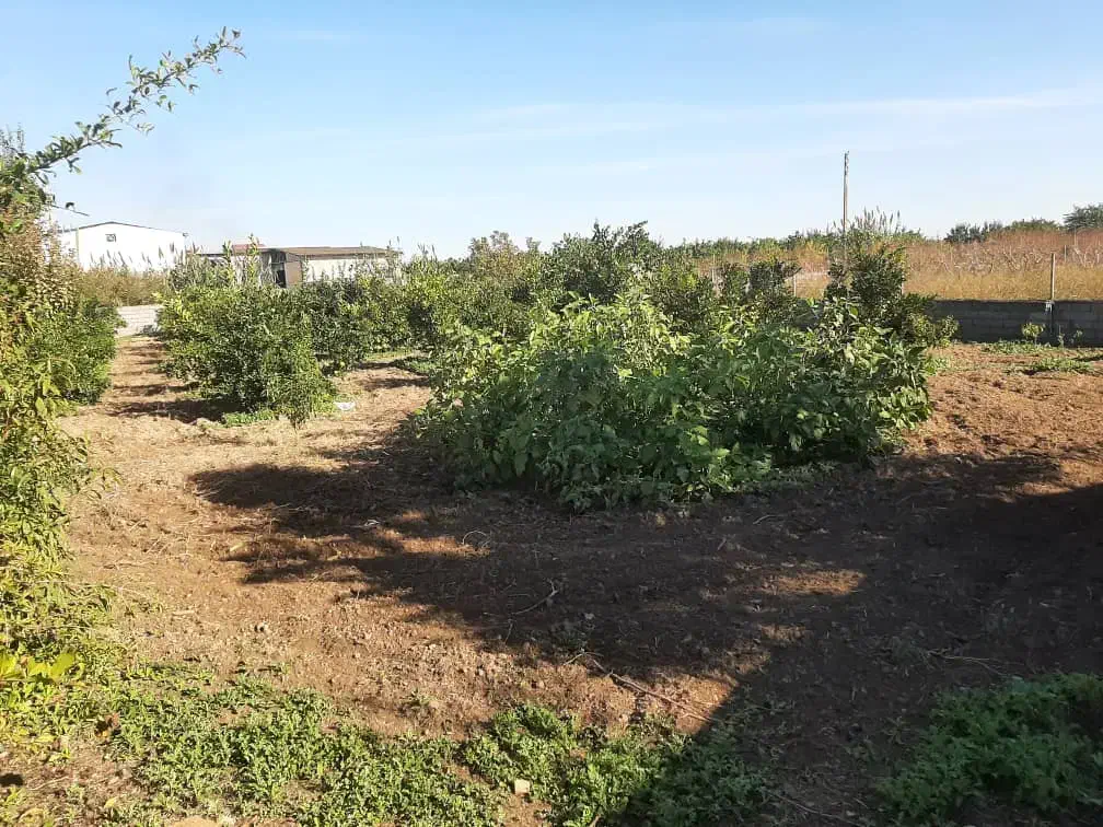 ۱۰۰۰متر زمین با امتیاز|فروش زمین و ملک کلنگی|طبقده, |دیوار