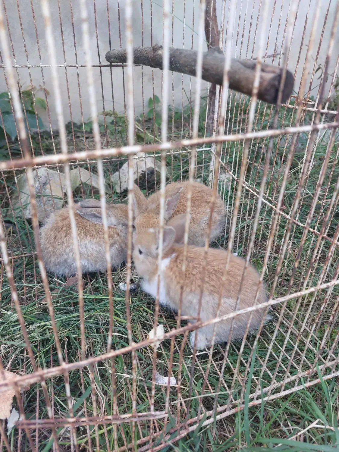 خرگوش خانگی|موش و خرگوش|کیاکلا, |دیوار