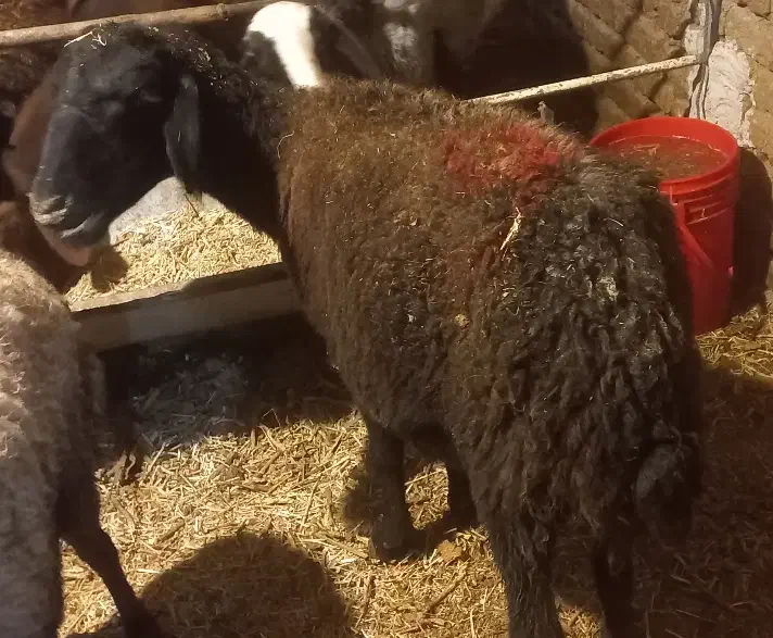 میش آبستن سنگین|حیوانات مزرعه|ملایر, |دیوار