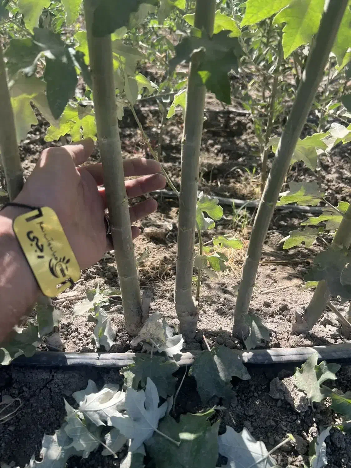 توزیع نهال کبوده دومتری اصلاح شده مقاوم|خدمات باغبانی و درختکاری|دوگنبدان, |دیوار