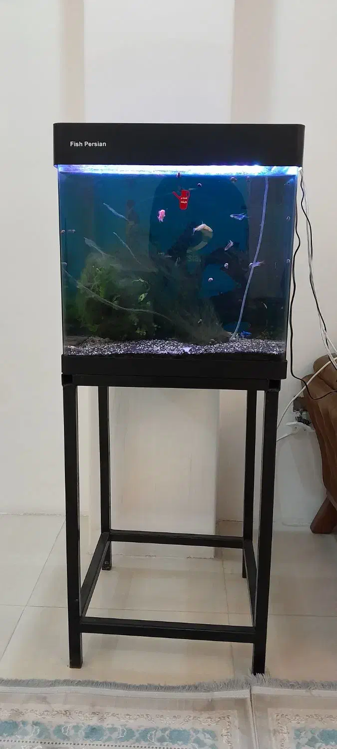 اکواریو|ماهی|قم, بکایی|دیوار