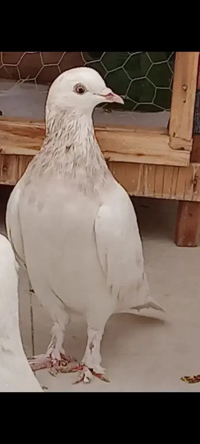 ماده هما پاچکمه گمشده|پرنده|پردیس, فاز ۶|دیوار