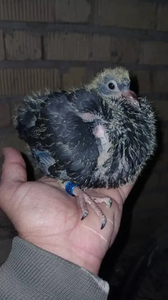 کفتر|پرنده|مرودشت, ژیان|دیوار