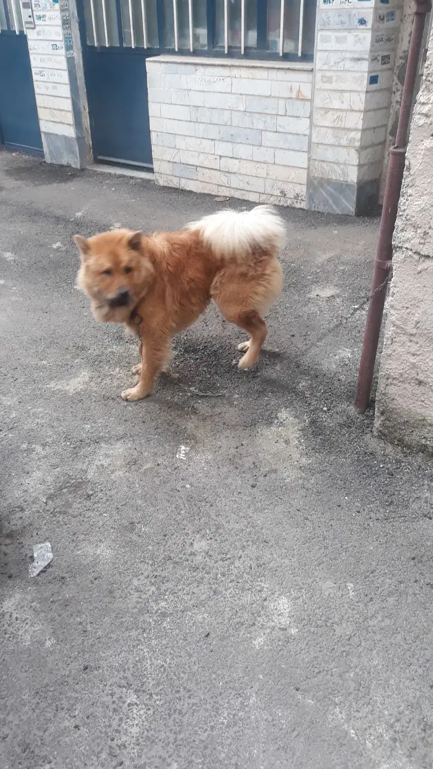 یک عدد سگ نژادداراصیل چاوچاوبه فروش میرسد|سگ|رشت, کوی مهر|دیوار