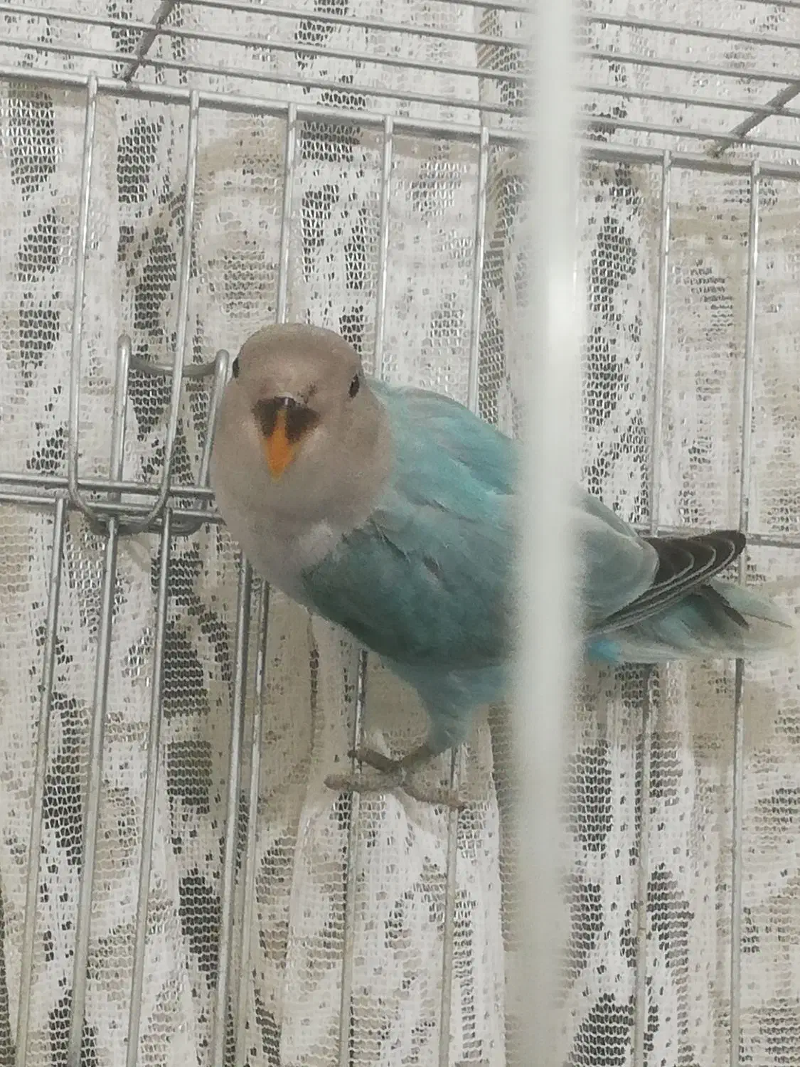 طوطی برزیلی|پرنده|الوند, |دیوار