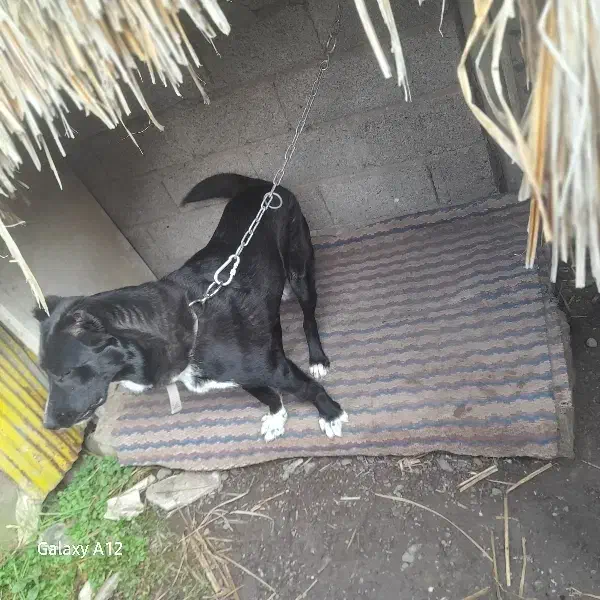 آلابای روس فروشی|سگ|کیاشهر, |دیوار