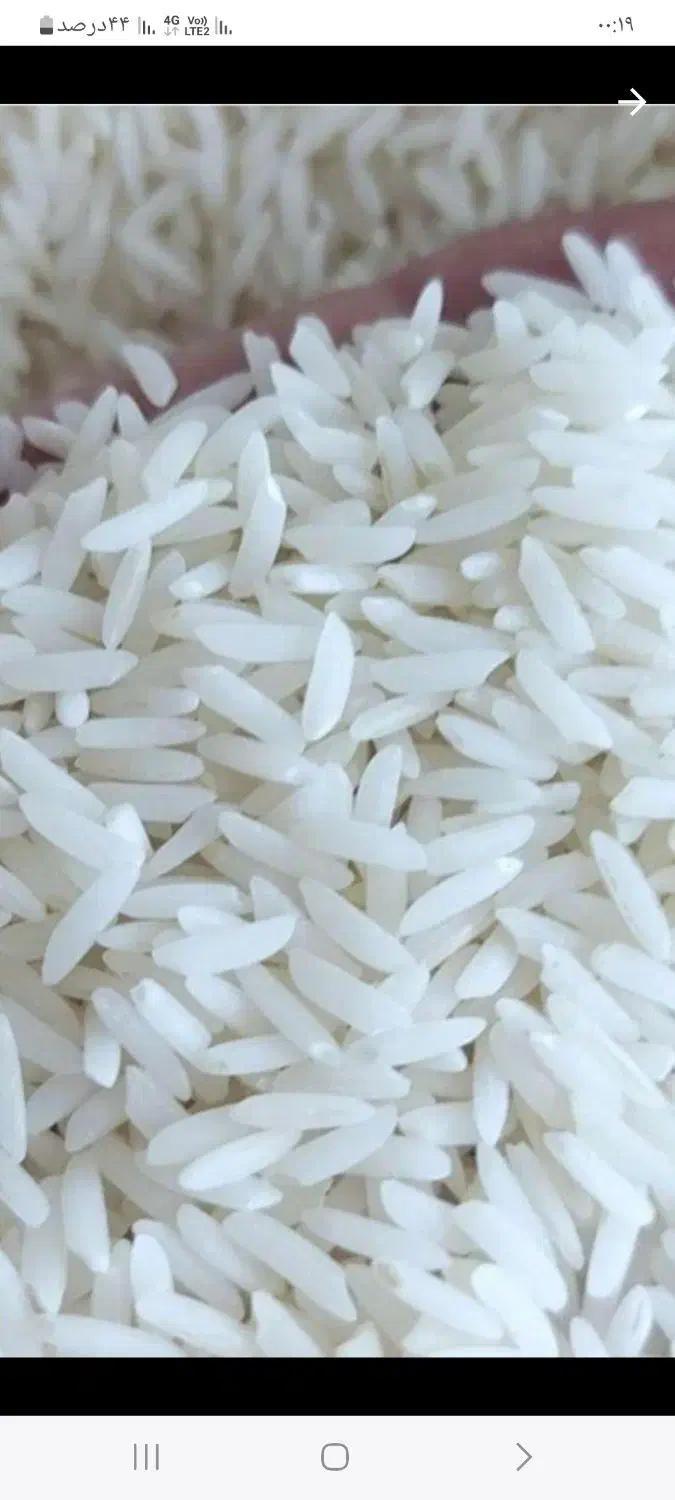 برنج طارم هاشمی عطری درجه فریدونکنار|عمده‌فروشی|لواسان, |دیوار