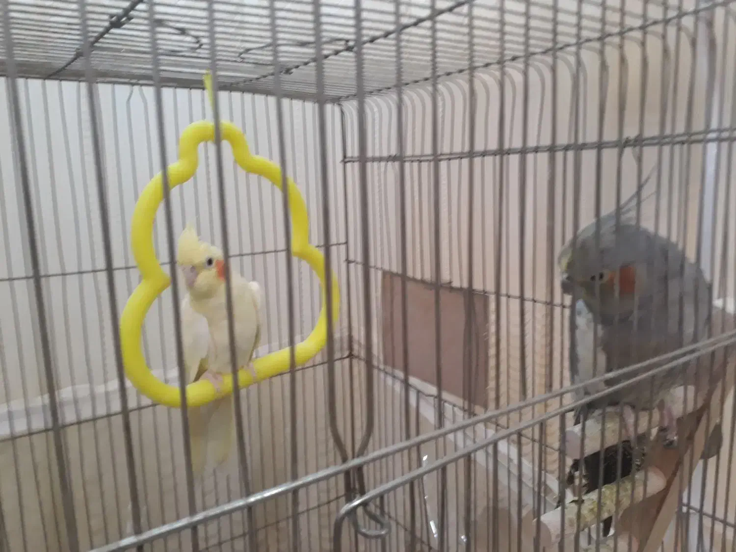 عروس هلندی|پرنده|گلبهار, شهر جدید گلبهار|دیوار