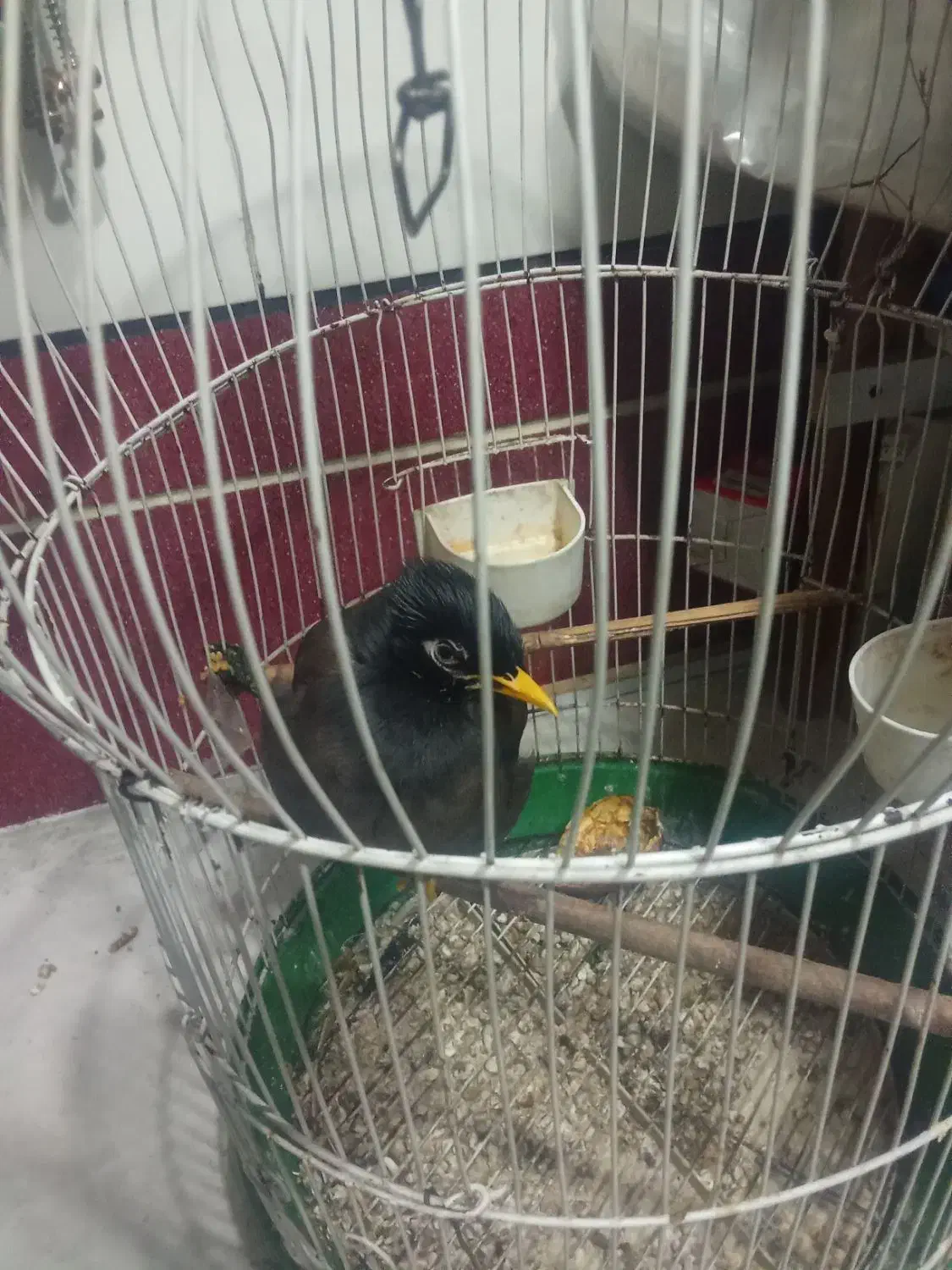 مرغ مینا|پرنده|کازرون, |دیوار