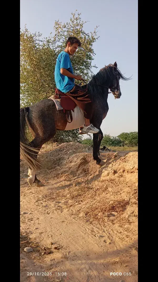 اسب|اسب و تجهیزات اسب‌سواری|شبانکاره, |دیوار