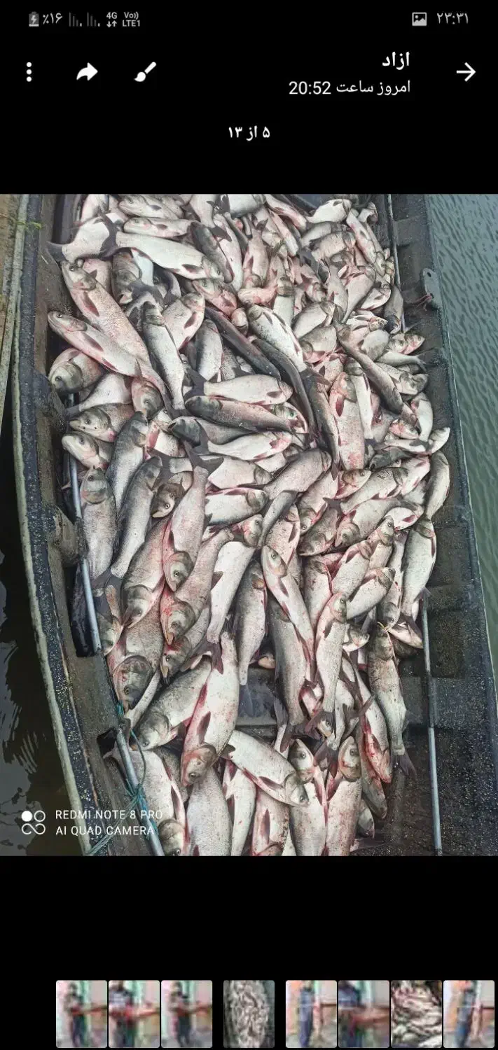 ماهی|خوردنی و آشامیدنی|دیواندره, |دیوار